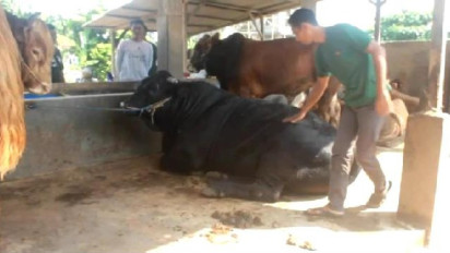 Intip Penampakan Sapi Kurban Presiden Jokowi di Lampung, Miliki Berat 920 Kg dengan Tinggi 1,5 Meter