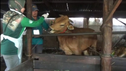 Jelang Idul Adha, Hewan Kurban di Lapak Pedagang Diperiksa oleh Petugas Hewan Kabupaten Bangkalan