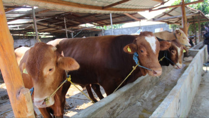 Jelang Idul Adha, Apakah Boleh Panitia Kurban Pungut Biaya? Ini Penjelasan Ustaz Erwandi Ternyata Boleh Asal..