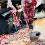 Stok Ternak Kerbau dan Sapi untuk Tradisi Meugang di Aceh Barat Sebanyak 7.341 Ekor