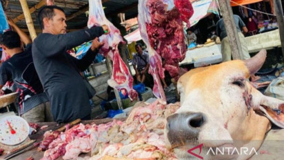Stok Ternak Kerbau dan Sapi untuk Tradisi Meugang di Aceh Barat Sebanyak 7.341 Ekor