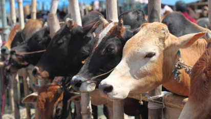 Waspada Penipuan Kurban Online Jelang Idul Adha, OJK Ingatkan Masyarakat Jangan Tergiur: Ini Ciri-Cirinya