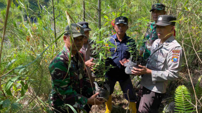 Cari Korban Tanah Longsor, Relawan Temukan 3 Polybag Tanaman Ganja di Hutan Pinus Lereng Gunung Semeru