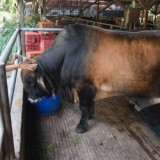 Barantin: Lalu Lintas Sapi Capai 198.925 Ekor atau Naik 70 Persen Jelang Idul Adha 2026