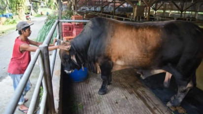 Presiden Jokowi Kurban Sapi untuk Setiap Provinsi Termasuk IKN, Beratnya Bervariasi antara 800 Kilogram hingga 1 Ton