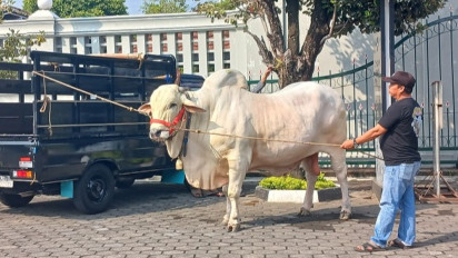 Gubernur DIY Serahkan 8 Sapi untuk Iduladha 2024, Seekor di antaranya dari Presiden Jokowi