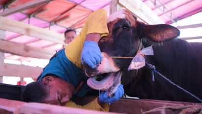 DKPP Kota Bandung Pastikan 11.000 Hewan Kurban Dalam Kondisi Sehat