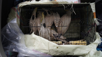 Polda Sumut Tangkap Dua Penjual Burung, Tujuh Ekor Kakaktua Jambul Kuning Disita