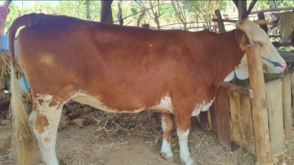 Aksi Pencurian Ternak Digagalkan Warga Banyuwangi, Sapi Korban Ditinggalkan di Sawah