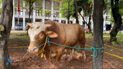 Masjid Istiqlal Sudah Terima 44 Hewan Kurban, Sampai Hari Ini Masih Terus Bertambah