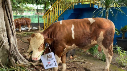Gereja Katedral Jakarta Sumbang Seekor Sapi Kurban ke Masjid Istiqlal sebagai Bentuk Persaudaraan
