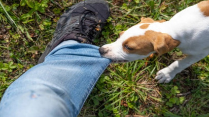 Anjingnya Dilempar Batu, Pemilik Langsung Tikam Tetangga, Kapolsek Pancoran Ceritakan Penyebab Utamanya