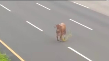 Viral Sapi Kurban Berkeliaran di Tol Jagorawi, Polisi: Itu dari Arteri Lepas Masuk ke Tol