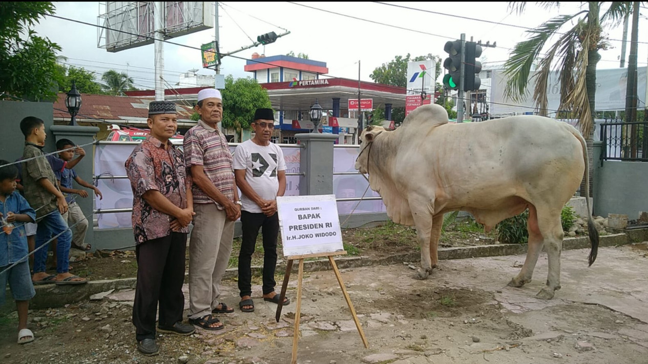 Penampakan Sapi Putih Titipan Presiden Jokowi untuk Warga Medan
            - galeri foto