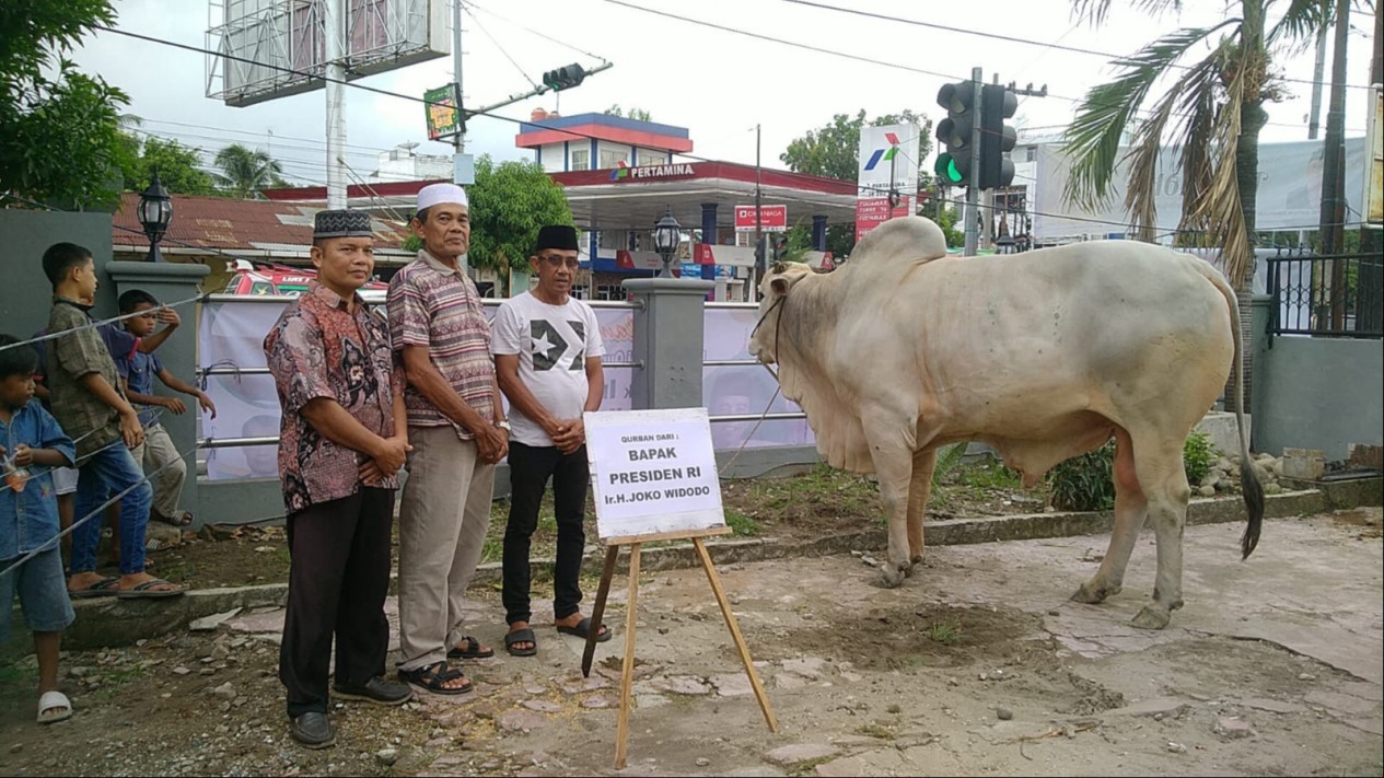 Sapi Warna Putih Berukuran 890 Kg, Hewan Kurban Presiden Jokowi untuk Warga Medan
            - galeri foto