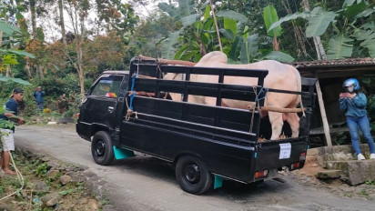 Lika Liku Mobil Pengangkut Sapi Kurban Presiden Jokowi, Alami Overheat Hingga Ban Nyaris Meletus