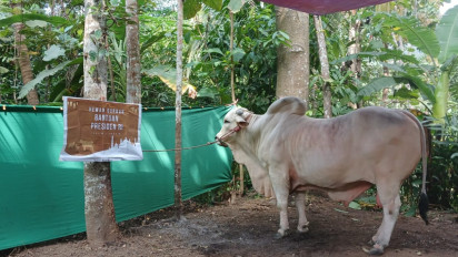Warga Pringtali Kulon Progo Tak Menyangka Dapat Sapi Kurban Nyaris 1 Ton dari Presiden Jokowi