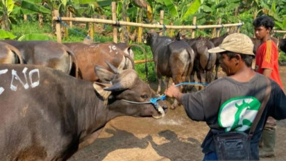 Laku Keras,  Dharma Jaya  Berhasil Menjual 1.800 Sapi Kurban  Untuk Kebutuhan Hari Raya Idul Adha 1445 Hijriah