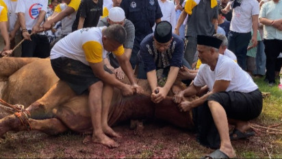 Sapi Kurban Milik Anies Baswedan Sempat Ngamuk Sebelum Disembelih