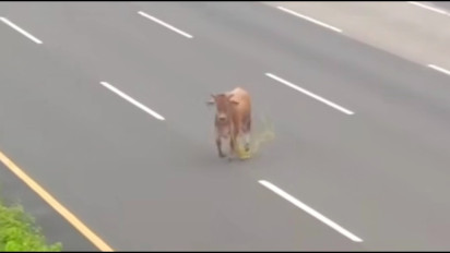 Momen-Momen Sapi Kurban Terlepas di Jakarta, Ada Yang Tercebur ke Kali Hingga Mengejar Emak-Emak