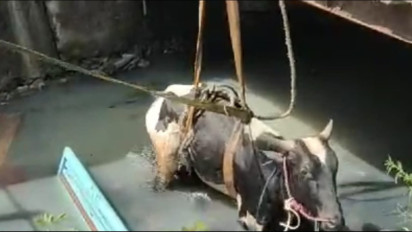 Pemadam Kebakaran Surabaya Turunkan Mobil Crane untuk Evakuasi Sapi Kurban yang Kecebur Sungai