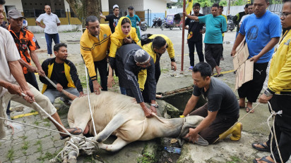 Berbagi Keberkahan Iduladha, PK Golkar Medan Polonia Sembelih 1 Ekor Sapi untuk Warga