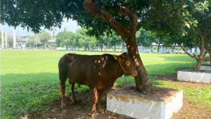 Wakil Presiden Terpilih Gibran Rakabuming Titip Sapi Limosin di Masjid Al Azhar untuk Kurban Iduladha 2024