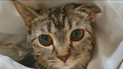 Petugas Vendor Bungkus Kucing Liar dengan Plastik, Pengelola GBK Tak Tinggal Diam