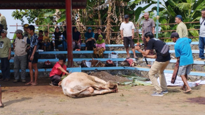 Ratusan Cacing Hati Ditemukan Pada Hewan Kurban di Kulon Progo