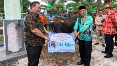 Kotim Terima Seekor Sapi Kurban Berat 1 Ton dari Presiden