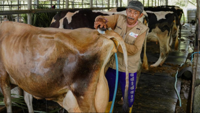 Hari Susu Sedunia, Sarihusada Dorong Asupan Nutrisi dan Gizi Anak Lewat Pengembangan Peternak Sapi Perah Lokal
