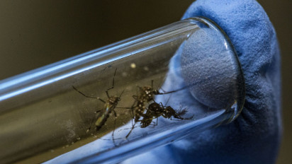 Siap-siap Nyamuk Wolbachia Segera Dilepas di Jakarta, Pemprov DKI Cek Kesiapan Warga