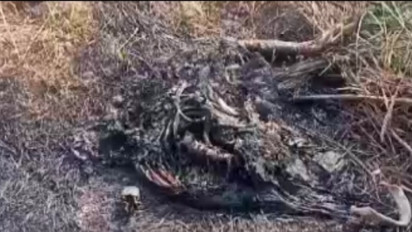 Potongan Tubuh Manusia Hangus Terbakar Ditemukan Warga Bangkalan Madura di Lahan Penuh Rumput Ilalang