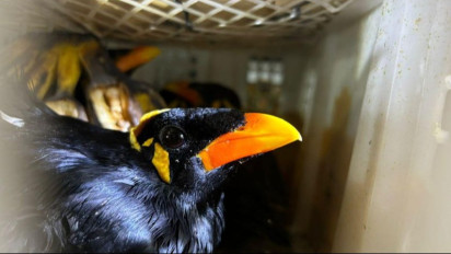 Karantina Lampung Gagalkan Pengiriman Burung Tanpa Dokumen di Bakauheni