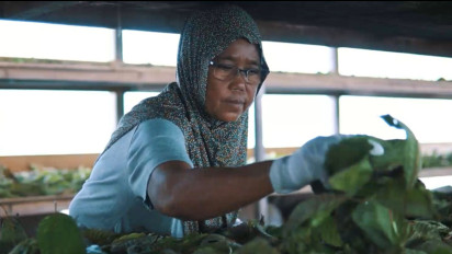 Langkah Pemerintah Menentukan Status Kratom Membuat Petani Tidak Perlu Lagi Was Was