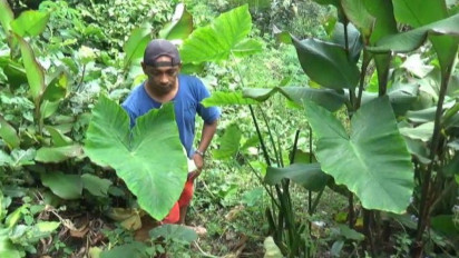 Daun Talas Beneng Sebagai Alternatif Tembakau yang Sedang Naik Daun