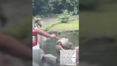 Viral, Kudanil Diberikan Makan Kantong Sampah Plastik oleh pengunjung Taman Safari
