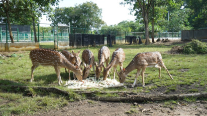 Dukung Kelestarian Keanekaragaman Hayati, Ini Upaya Grup MIND ID Jaga Flora Fauna Khas Indonesia