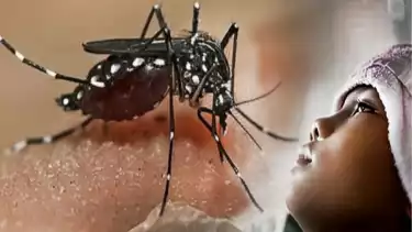Ilustrasi - Nyamuk pembawa DBD.