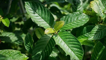Permintaan Kratom Meningkat Meski Kontroversi, Menkop UKM Dorong Kalimantan untuk Hilirisasi: Punya Potensi Sebesar Sawit?