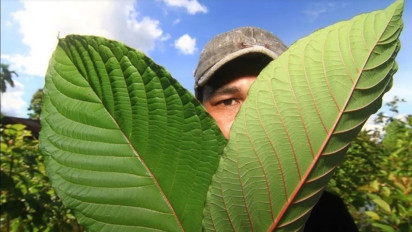 Kratom! Lagi Ramai Diperbincangkan, Mulai Kebijakan Presiden hingga DPR Mempertanyakan