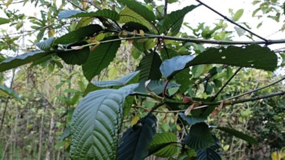 BNN Minta Kratom Tetap Tidak Digunakan Masyarakat Selama Masa Riset