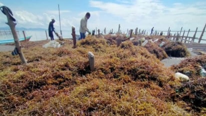 Hilirisasi Rumput Laut Indonesia Punya Potensi Rp193,7 Triliun di 2030, Seperti Apa Langkah Pemerintah?