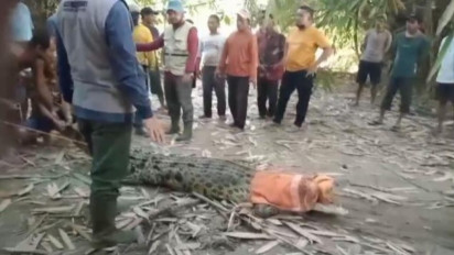 Akhirnya! Petugas Tangkap Buaya Muara Sepanjang 2,95 Meter di Semaka Tanggamus, Kerap Serang Warga