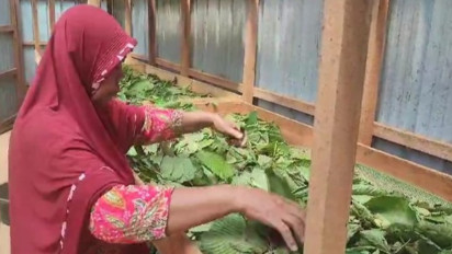 Petani Kratom di Kapuas Hulu Teriak Gara-gara Regulasi Kratom Tak Kunjung Usai