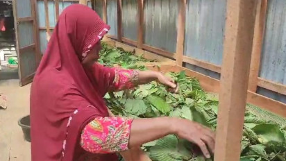 Petani di Kapuas Hulu Teriak Gegara Regulasi Kratom Tak Kunjung Usai