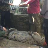 Mengerikan, Penampakan Buaya Pemangsa Manusia di Lampung yang Ditangkap BKSDA