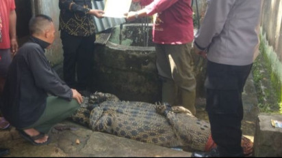 Mengerikan, Penampakan Buaya Pemangsa Manusia di Lampung yang Ditangkap BKSDA