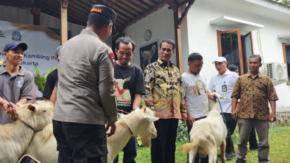Kambing Perah, Jurus Baru Dukung Persusuan Nasional