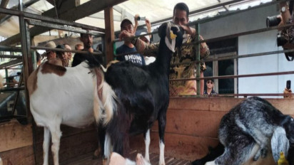 Genjot Produktivitas Kambing Perah Nasional, Begini Langkah Mentan Andi Amran Sulaiman: Stop Impor